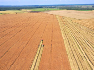 Уборка рапса 2022