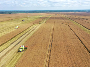 Урожай рапса - 2022