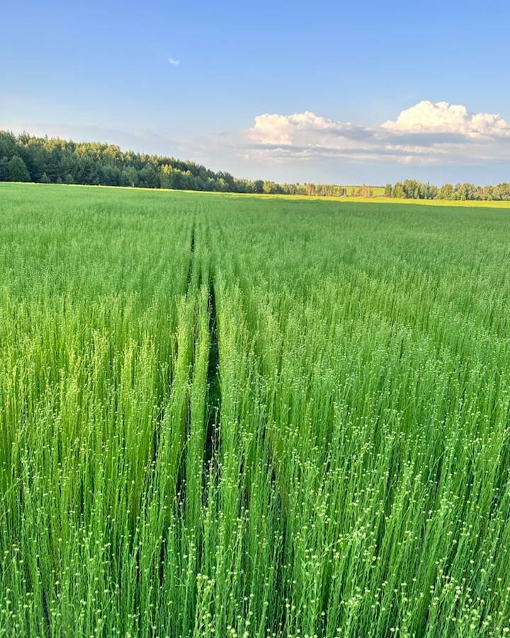 Line APH Dobronravov AGRO